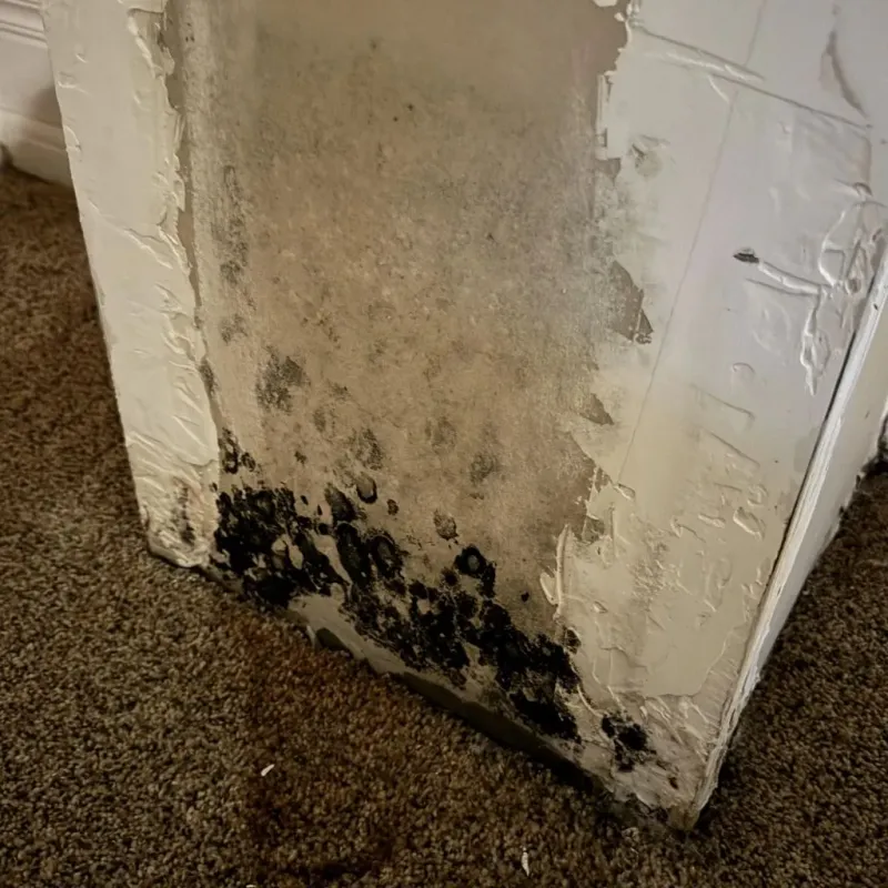 Professional Mold Removal in Bristol, CT